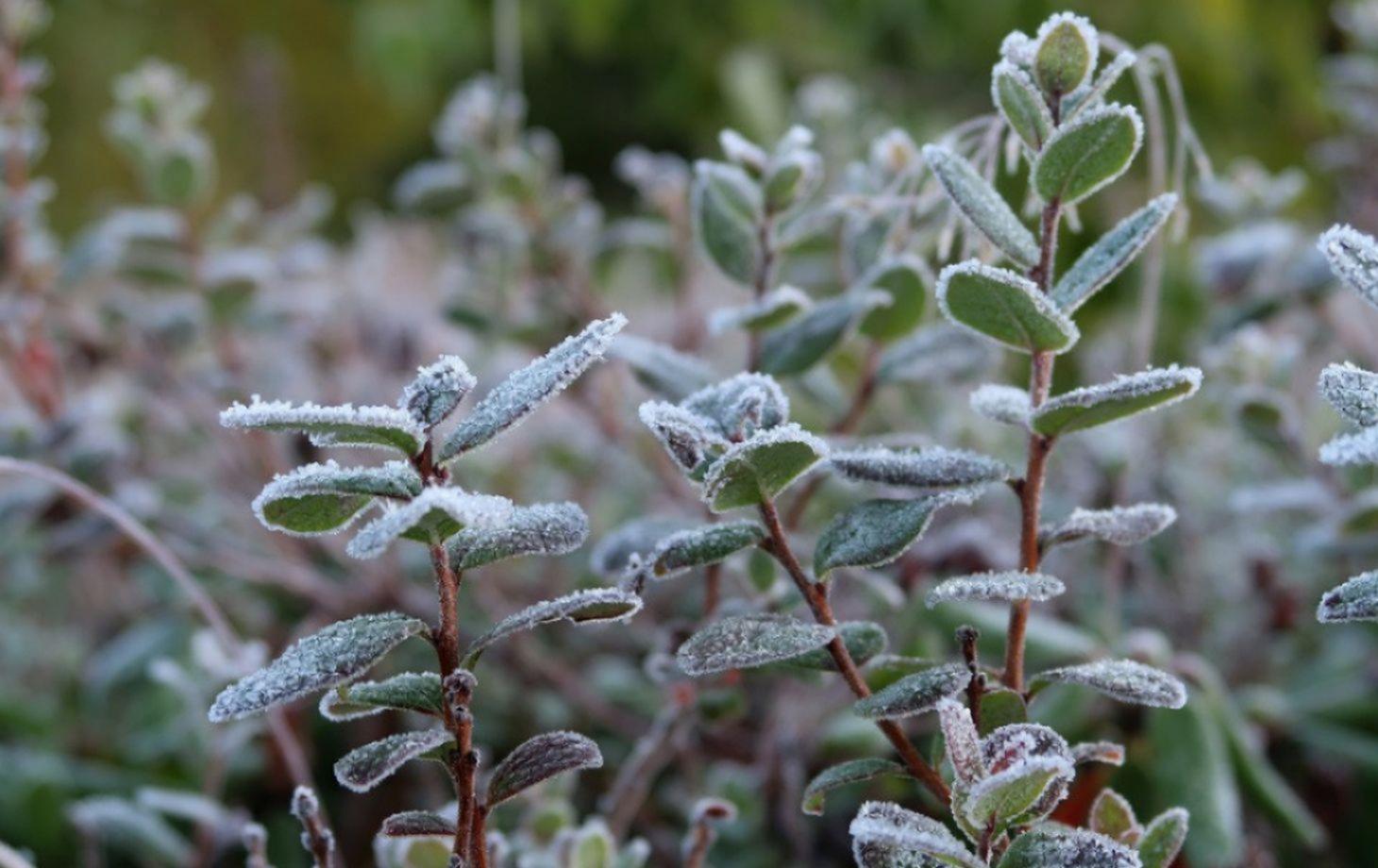 the-first-frost-2751407_960_720_1460_920_0_0_0