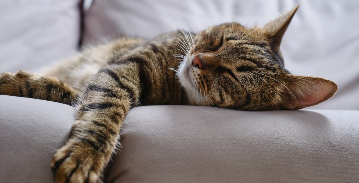 my-cat-sleeping
