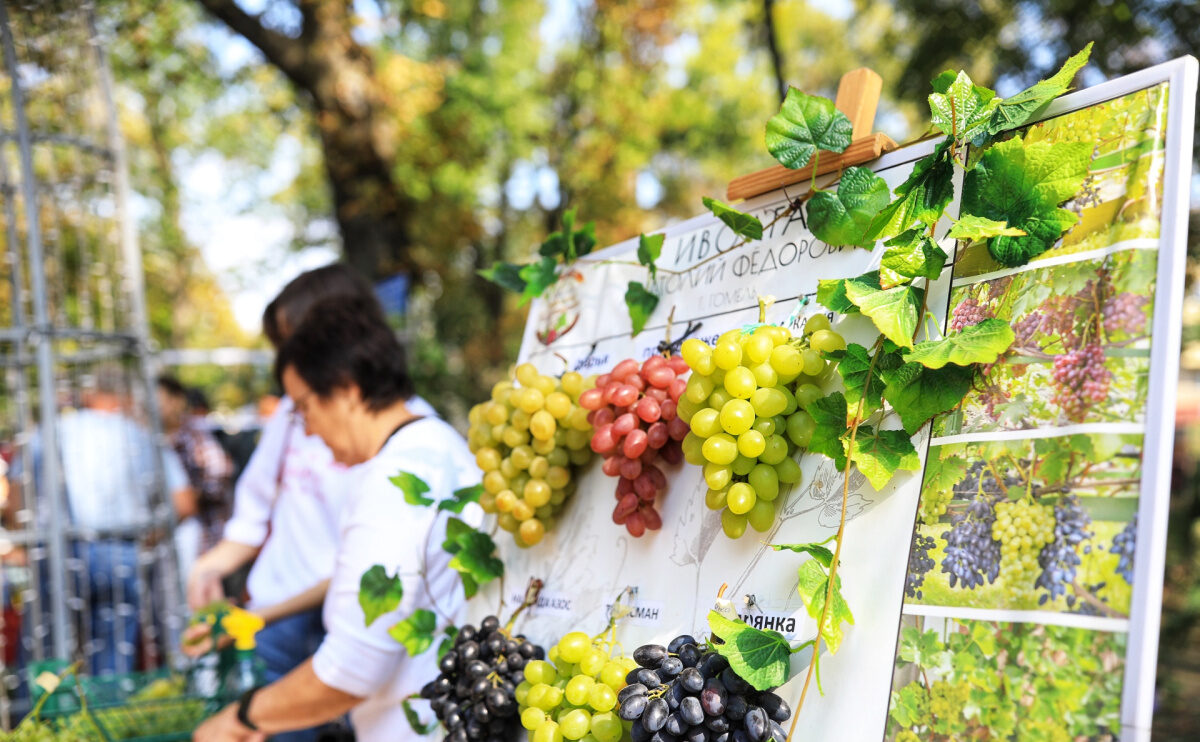 Vinograd