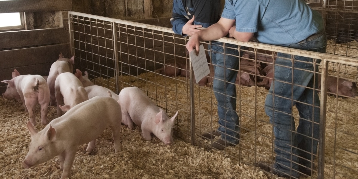 pigs