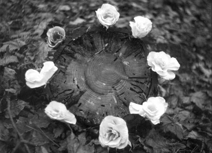 В Кишинэу пройдет фотовыставка о природе, посвященная тому, что исчезает