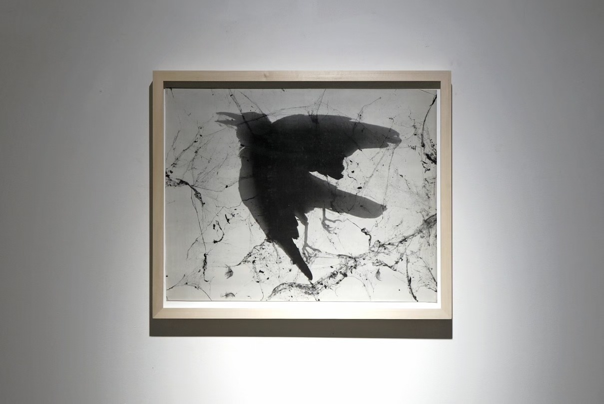 В Кишинэу пройдет воркшоп по фотограмме — созданию изображения без фотоаппарата