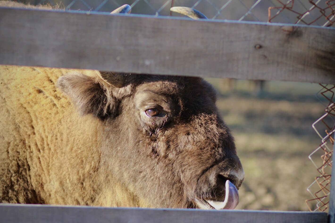 Царский <br>лес