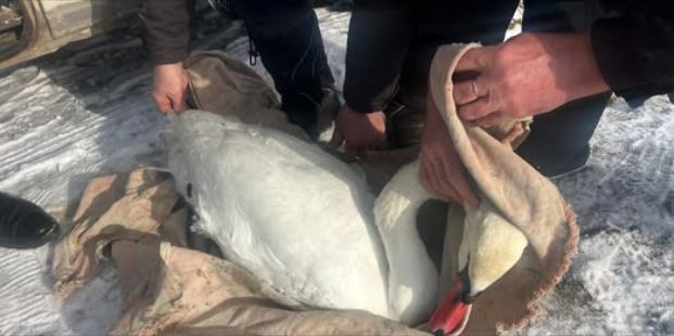 Пограничники спасли лебедя на берегу Днестра. Теперь у него есть все шансы на долгую жизнь