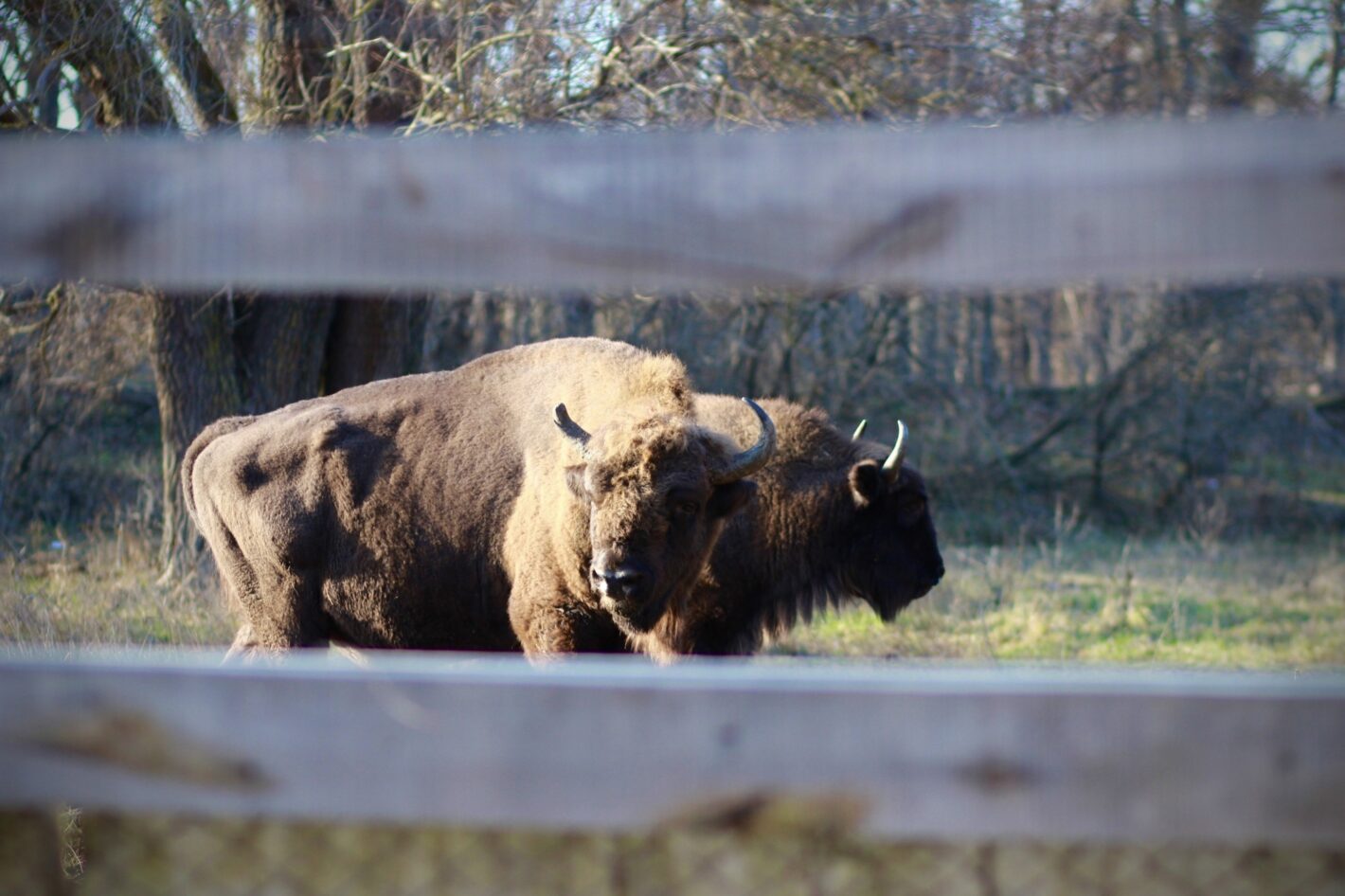 Пять крупнейших заповедников Молдовы, которые стоит увидеть