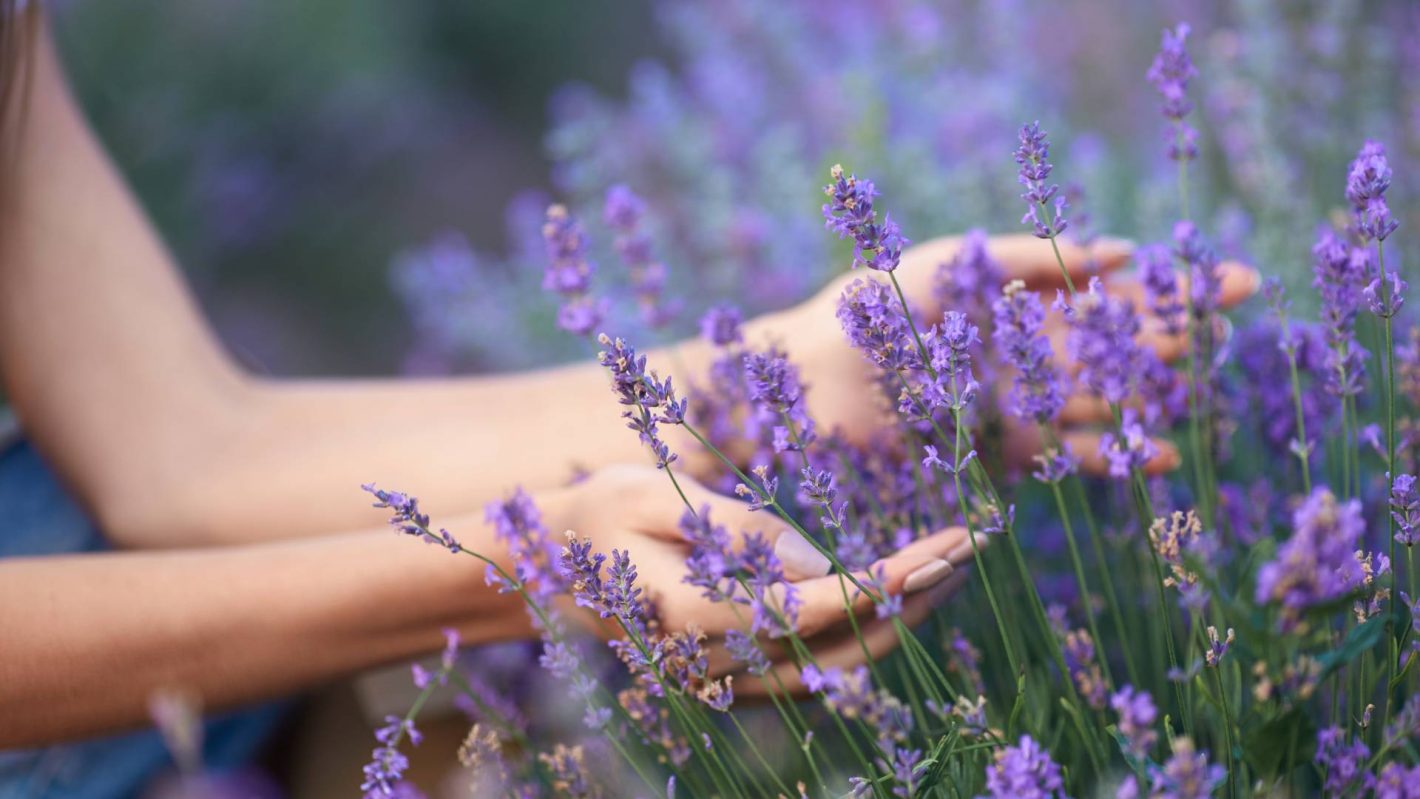 lavanda