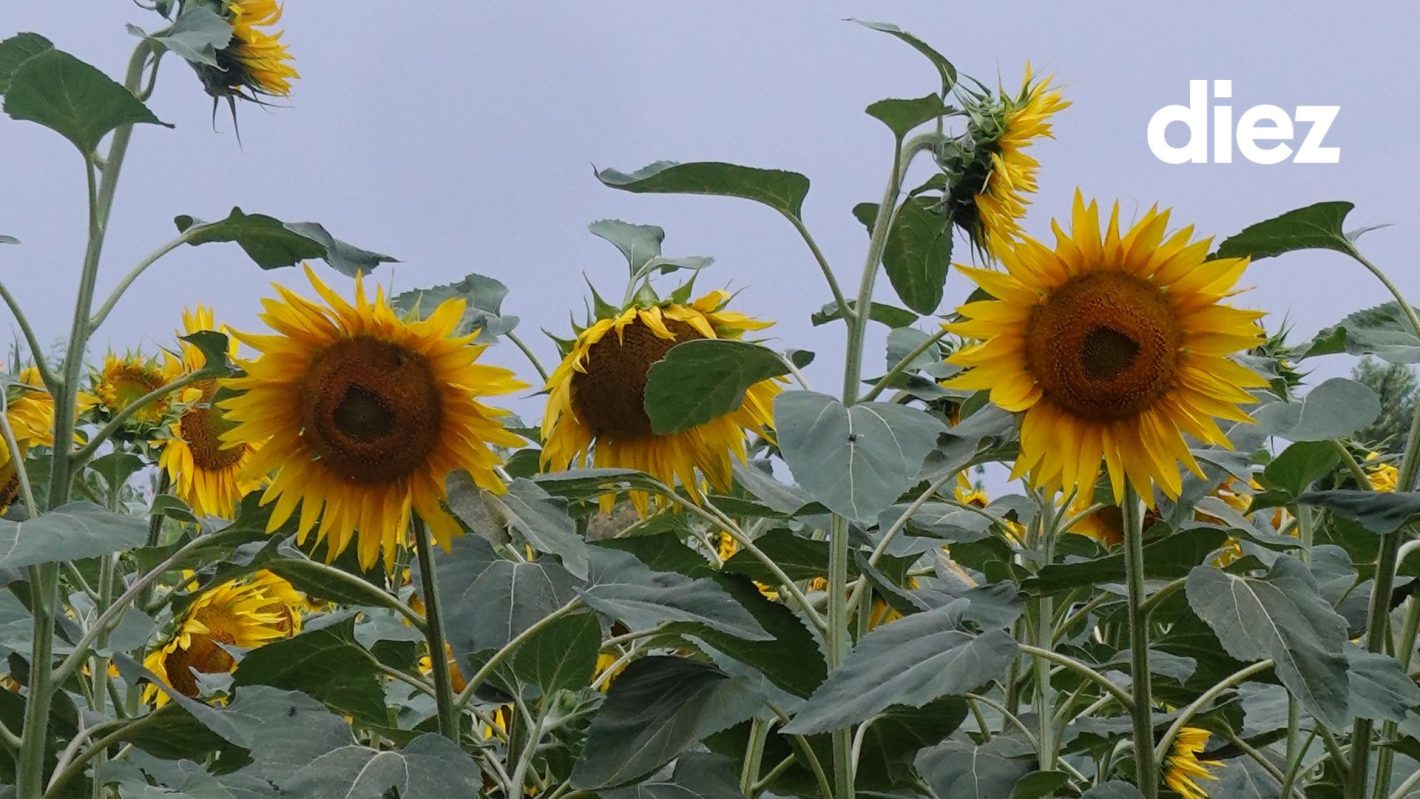 Floarea soarelui, meteo (4)
